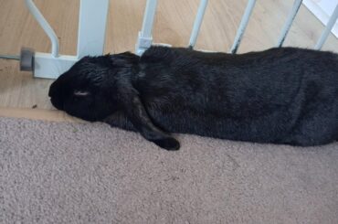 New Englands getting a small heat wave. AC is cranked but this little nugget loves his "cool side of the pillow" linoleum strip 😠🥺🐇