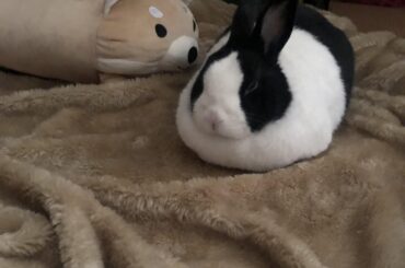 Loaf beside his stuffed buddy.