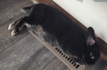 He likes the heating vents under my desk