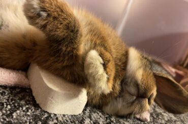 my boy Mocha in a very interesting flop position