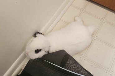 she had to be locked in the bathroom because people were working on the AC (in the bunny room). she has made use of the limited space 😭