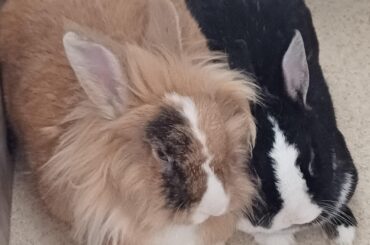 the loaf is loafing🥖