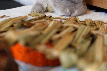 Tuckered Out After Exciting Day