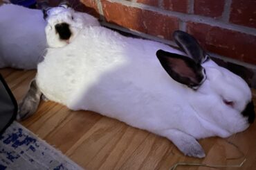 The Fabled “Bunny Butt” Pillow