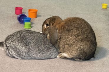 What kind of bun is this?