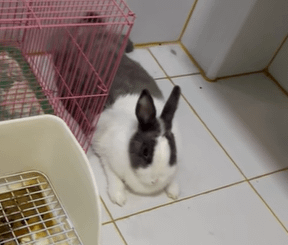 Is she so fat to pose like this？