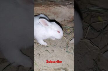 cute rabbit #shortvideo #viralvideo #animals