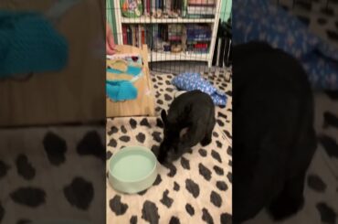 Please gimme treatos! #bunny #rabbit #adorable #cute #cutebunny #bunnylife #hungry #cutepet #adoptme