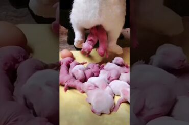 First 15 Days Of A Baby Rabbit Life || Rabbit Growth  #shorts