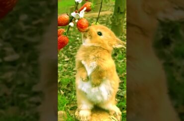 Cute bunny eating strawberry # 06
