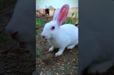cute Rabbit short video #rabbit #pet #animals #bunny #funnyanimals #shorts #youtubeshorts