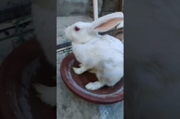 cute rabbit #shortvideo #viralvideo #animals