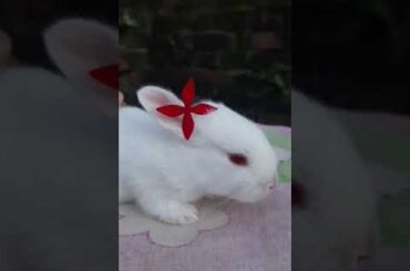 #Shorts#Bunny#Rabbit#khorgosh#cute#baby