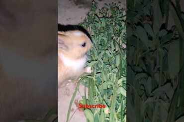 #shortvideo #viralvideo #reels cute rabbit