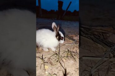 rabbit baby video| animal baby video| cute baby video| cute rabbit baby video #viral #rabbite #pets
