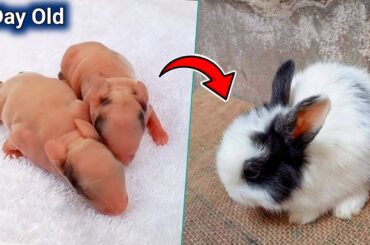 Cute Rabbit | Baby Rabbit 1 Day To 17 Days OLD | Newborn rabbit Grow up Day By Day #cute