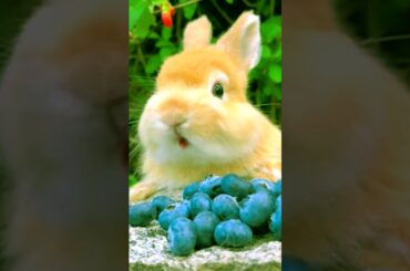 Cute rabbit eating # 13