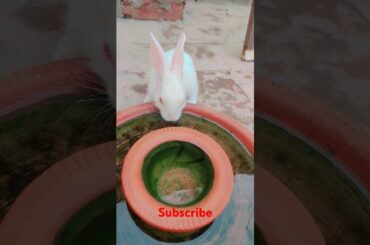 cute rabbit #shortvideo #viralvideo #animals