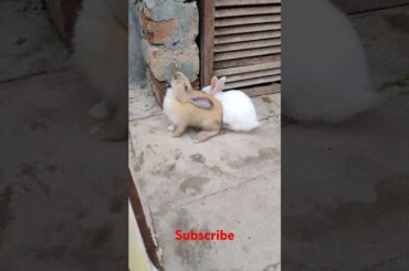 cute rabbit #shortvideo #viralvideo #bunny