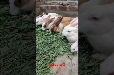 cute rabbit #shortvideo #viralvideo #animals