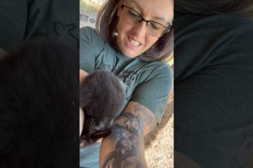 Bunny Breakout: Too Cute to Adjust! #animalchiropractic #farm animals #animalranchcare #babybunny