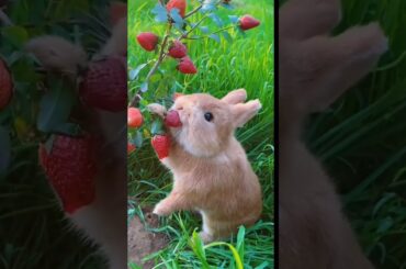Big-faced bunny eating strawberries #rabbit #cute #asmr #tiktok #animals #fyp #viral #video #shorts