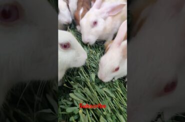 cute rabbit #shortvideo #viralvideo #animals