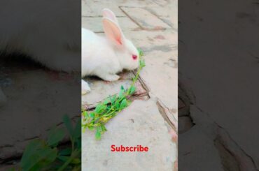 cute rabbit #shortvideo #viralvideo #animals