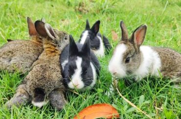 Baby bunny Rabbit | Cutest baby rabbits Happy #cute #animals