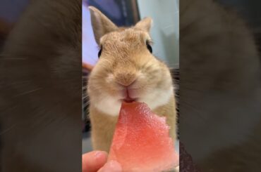 The breeder’s daily feeding routine. She eats melons today. Cute rabbit in the world. #pets