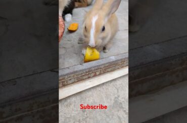 cute rabbit #shortvideo #viralvideo #animals