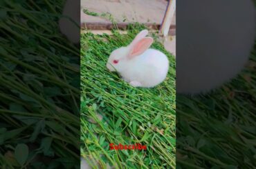 cute rabbit #shortvideo #viralvideo #animals
