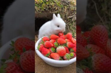 White rabbit eating strawberries #cutepet #rabbit #cute #asmr #animals #shorts #fyp #viral #video