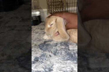 Cute bunny likes her face squished #bunny #shorts #cutebunny