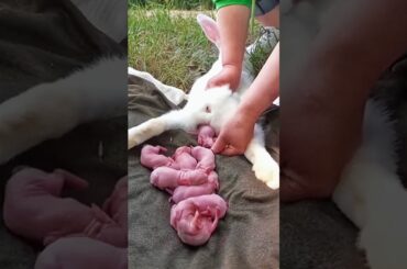 Cute rabbit | baby rabbit growth video #animals #rabbit #pets