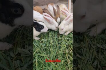cute rabbit #shortvideo #viralvideo #animals