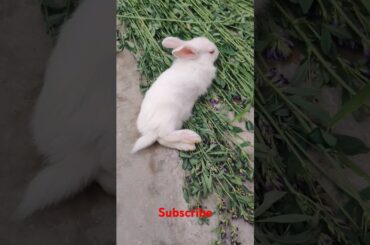 cute rabbit #shortvideo #viralvideo #animals #bunny