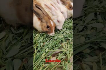 cute rabbit #shortvideo #viralvideo #animals