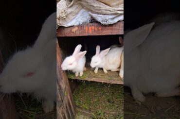 cute rabbit family #animals #rabbit #cute baby rabbit