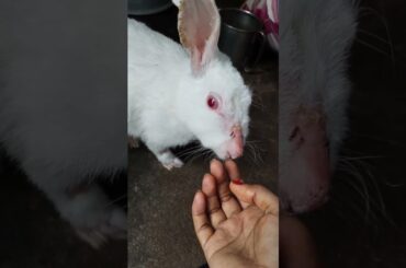 cute rabbit | #shorts #youtubeshorts #rabbit #bunny #pets #viral