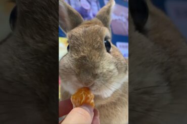 The breeder’s daily feeding routine, today’s favourite snacks for my rabbit is sour orange. #pets