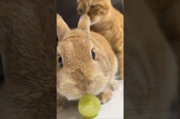 Breeder’s daily feeding routine, Today’s chewy snacks grapes, my rabbit loves it so much. #viral