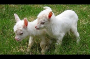 catching colorful chickens,big colorful chicken,catching rabbits, rainbow chicks,baby bunny,cute,