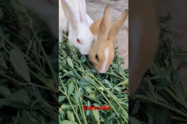 cute rabbit #shortvideo #viralvideo #animals