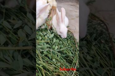 cute rabbit #shortvideo #viralvideo #animals