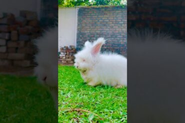 Cute Rabbit #cottonballcrew #funny #cute #shorts