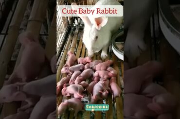 Cute baby rabbit #rabbit #animals #pets9534 #shorts