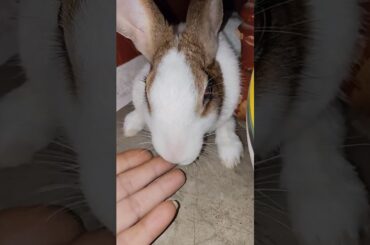 #fruit #rabbit #cute #animals #bunny #rabbitshowtv #animal #shortsfeed #bunniestv #pets