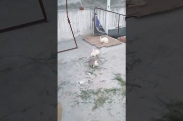 Cute Baby Bunny #trending #cuteanimal #shortfeed #shorts #viral #viralvideo #vlog #love #cuterabit