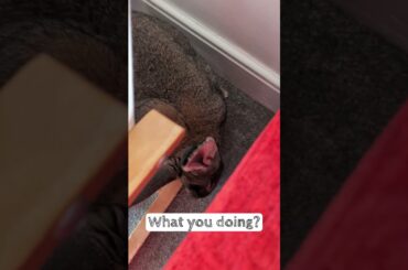 Flemish Giant Rabbit Starts Exploring His New Home #rabbit #bunny